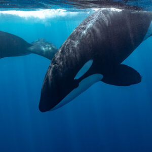 Large orca rolling under the surface beside another orca, Mexico