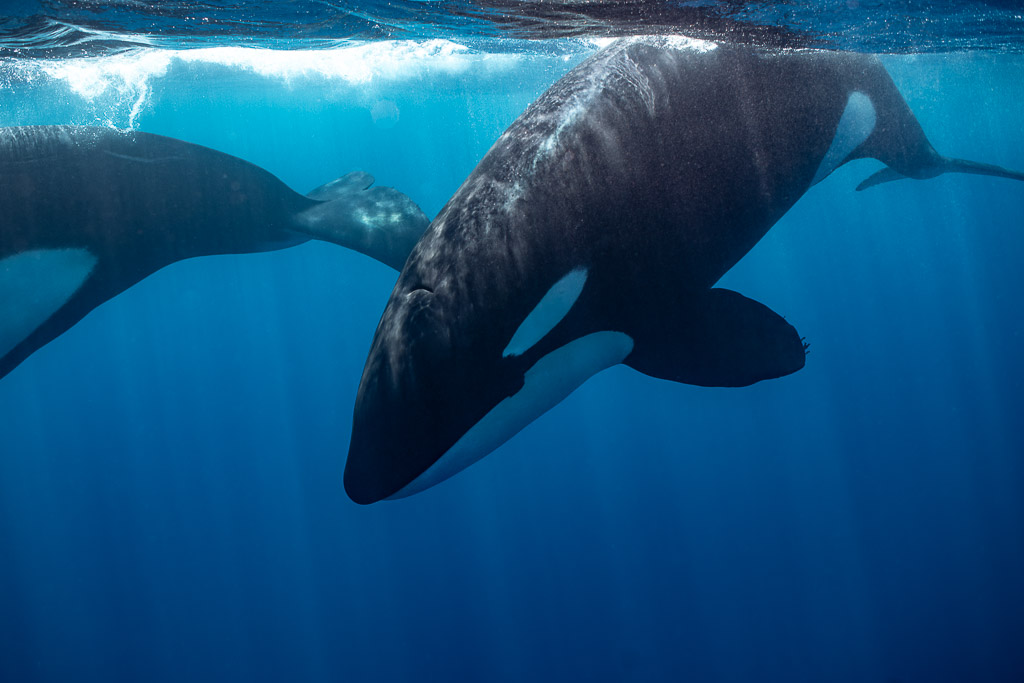 Large orca rolling under the surface beside another orca, Mexico