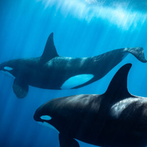 Two orcas swimming side by side under sunlit surface, Mexico