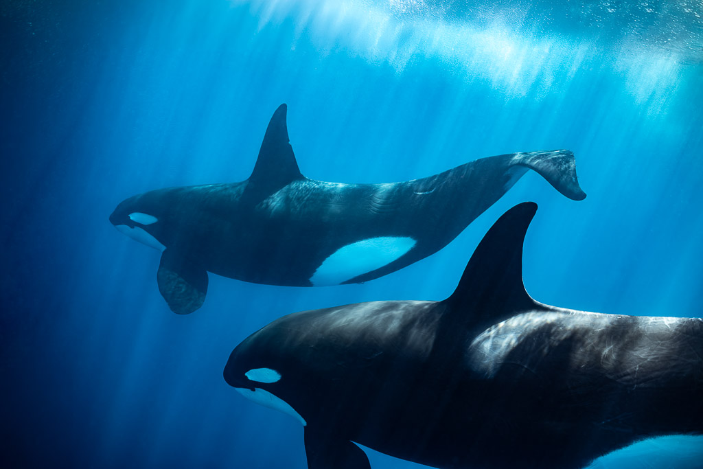 Two orcas swimming side by side under sunlit surface, Mexico