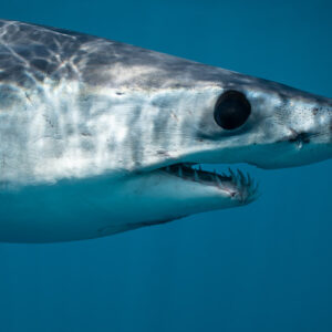 Shortfin mako shark head close-up showing eye and teeth, Mexico