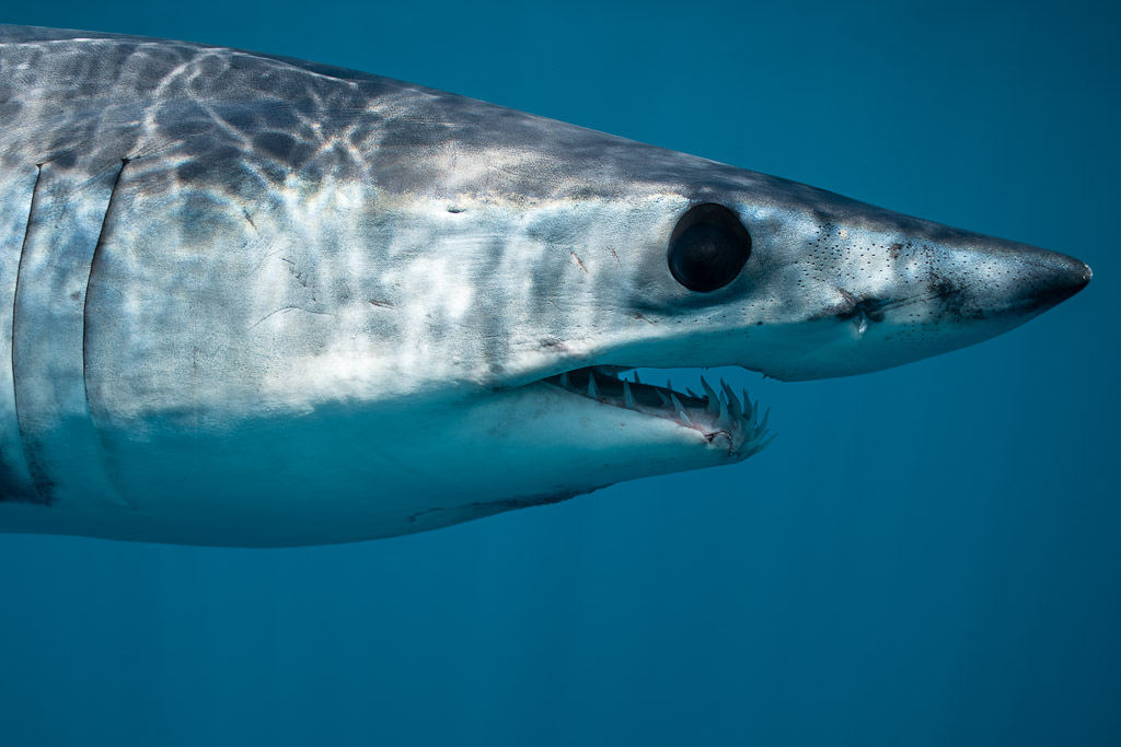 Shortfin mako shark head close-up showing eye and teeth, Mexico