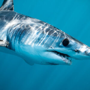 Shortfin mako shark head and gills with caustic light patterns, Mexico