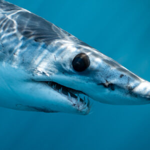 Tight portrait of a shortfin mako shark with open mouth, Mexico