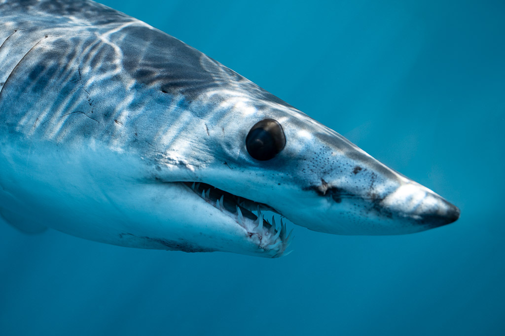 Tight portrait of a shortfin mako shark with open mouth, Mexico