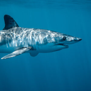 Shortfin mako shark in profile with dappled light on its back, Mexico