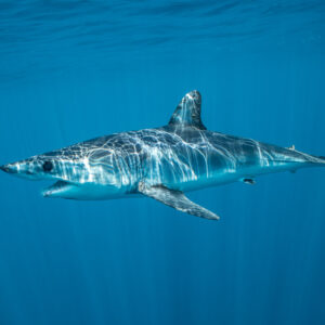 Shortfin mako shark swimming in full profile in open blue water, Mexico