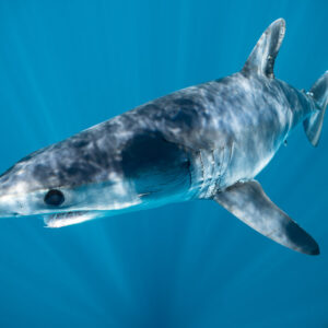 Shortfin mako shark turning downward among sun rays, Mexico