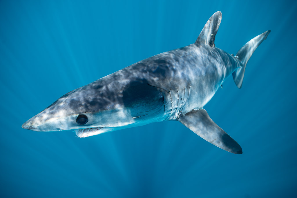 Requin mako virant vers le bas parmi les rais de soleil, Mexique