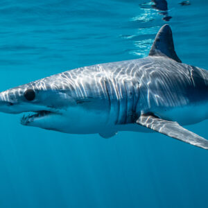 Shortfin mako shark swimming near the surface, three-quarter view, Mexico