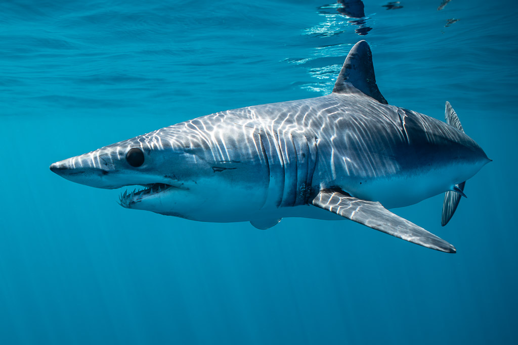 Shortfin mako shark swimming near the surface, three-quarter view, Mexico