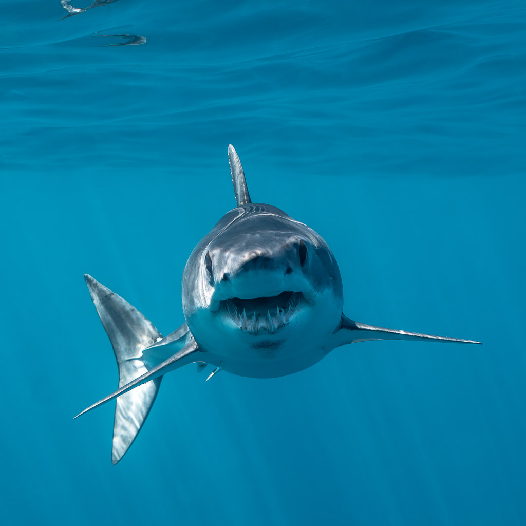 Shortfin mako shark coming head-on toward the camera, vertical frame, Mexico