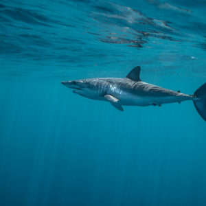 Distant shortfin mako shark in profile below the surface, Mexico