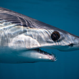 Extreme close-up of shortfin mako shark eye and snout, Mexico