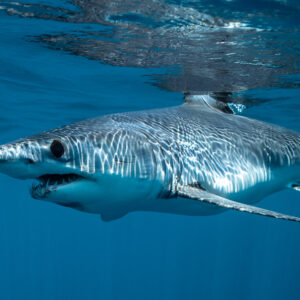 Shortfin mako shark under the surface with mirrored reflection, Mexico