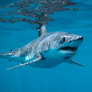 Shortfin mako shark turning toward the camera below rippled surface, Mexico