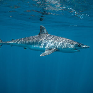 Striped shortfin mako shark cruising in profile below the surface, Mexico
