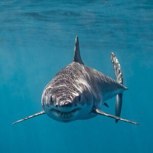 Shortfin mako shark approaching head-on, narrow vertical frame, Mexico