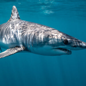 Shortfin mako shark with light patterns in green-blue water, Mexico