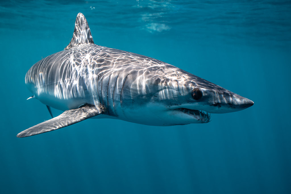 Shortfin mako shark with light patterns in green-blue water, Mexico