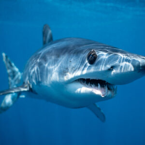 Shortfin mako shark turning toward the camera with teeth showing, Mexico