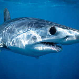 Requin mako en gros plan, tête et nageoire pectorale de profil, Mexique