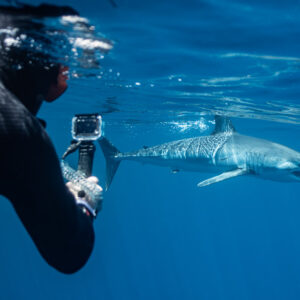 Snorkeler filming a shortfin mako shark with an action camera, Mexico