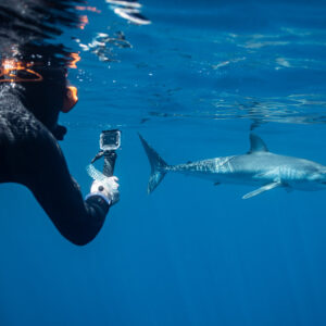 Snorkeler with action camera and shortfin mako shark passing by, Mexico