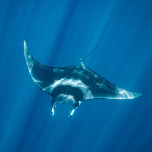 Devil ray seen from above with long whip-like tail in sun rays, Mexico