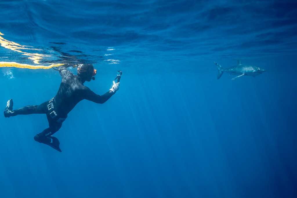 Apnéiste filmant un requin mako lointain près de la surface, Mexique