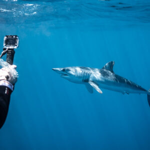 Snorkeler filming a shortfin mako shark swimming in open water, Mexico