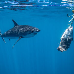 Shortfin mako shark approaching a tuna bait hanging from a line, Mexico