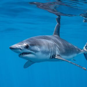 Shortfin mako shark below the surface, turning with open mouth, Mexico