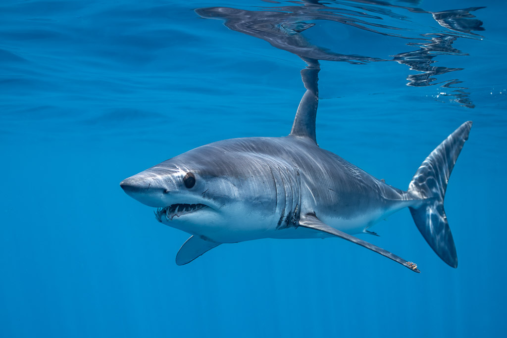 Shortfin mako shark below the surface, turning with open mouth, Mexico