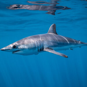 Shortfin mako shark swimming in profile under reflective surface, Mexico