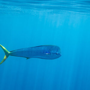 Mahi-mahi swimming alone in bright blue open water, Mexico