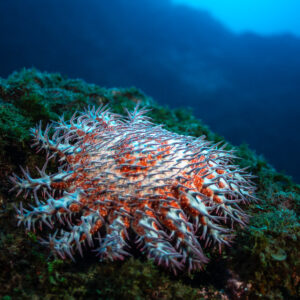 Acanthaster sur un rocher couvert d’algues, Fondeadero (San Benedicto), Revillagigedo, Mexique