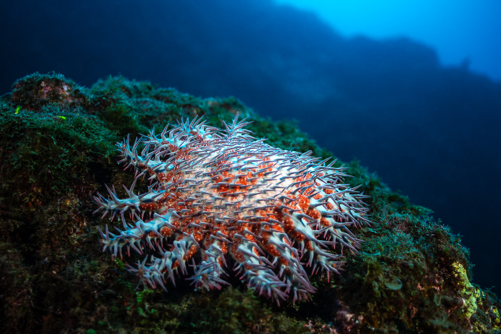 Acanthaster sur un rocher couvert d’algues, Fondeadero (San Benedicto), Revillagigedo, Mexique