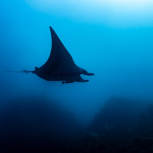 Giant oceanic manta ray silhouette above a rocky slope, El Cañón (San Benedicto), Revillagigedo, Mexico