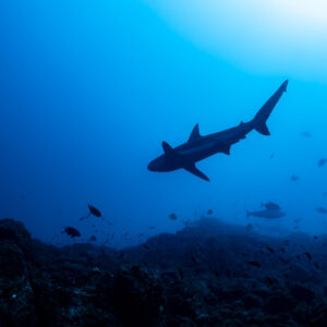 Silky shark silhouette over a rocky reef with fish, El Cañón (San Benedicto), Revillagigedo, Mexico