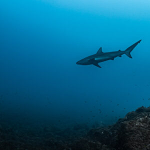 Silky shark swimming in hazy blue water above rocks, El Cañón (San Benedicto), Revillagigedo, Mexico