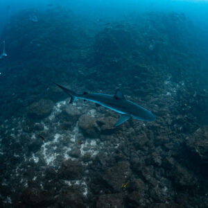 Galapagos sharks patrolling over a rocky volcanic seabed, El Cañón (San Benedicto), Revillagigedo, Mexico
