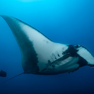Giant oceanic manta ray ventral view with white belly and fish, El Cañón (San Benedicto), Revillagigedo, Mexico