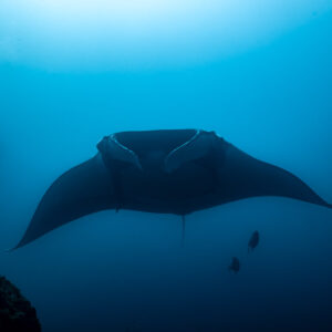 Giant oceanic manta ray head-on with diver in the background, El Cañón (San Benedicto), Revillagigedo, Mexico