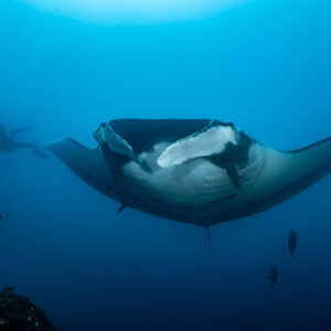 Giant oceanic manta ray head-on, cephalic fins unrolled, diver behind, El Cañón (San Benedicto), Revillagigedo, Mexico