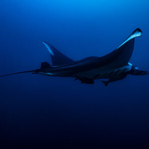 Giant oceanic manta ray in profile with remoras in deep blue, El Cañón (San Benedicto), Revillagigedo, Mexico