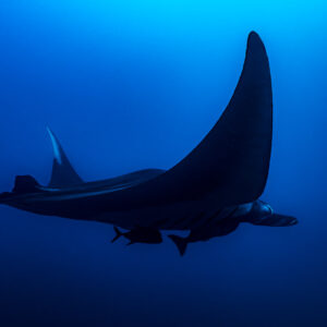 Giant oceanic manta ray banking with one wing raised high, El Cañón (San Benedicto), Revillagigedo, Mexico