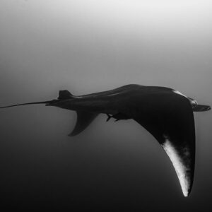 Black-and-white giant oceanic manta ray banking with long tail, El Cañón (San Benedicto), Revillagigedo, Mexico