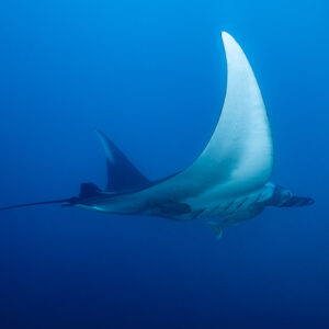Giant oceanic manta ray banking, white wing underside lit, El Cañón (San Benedicto), Revillagigedo, Mexico