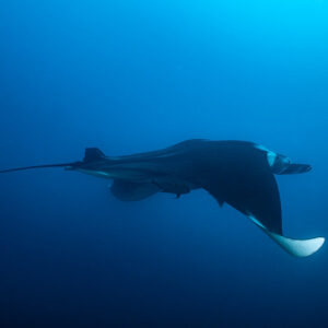 Giant oceanic manta ray gliding away with long tail, El Cañón (San Benedicto), Revillagigedo, Mexico